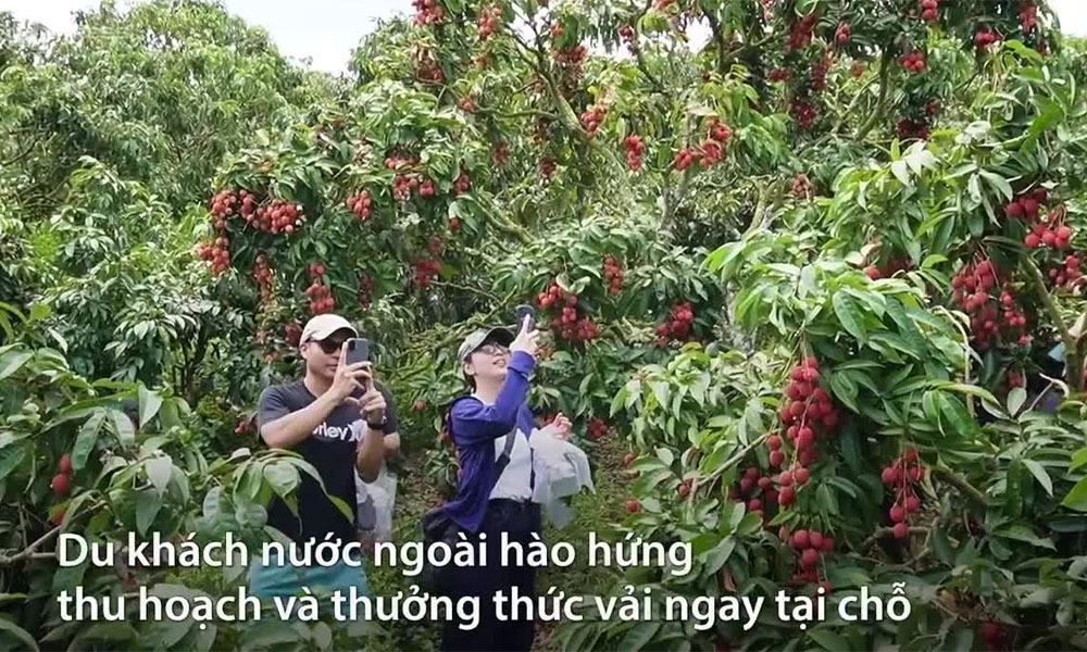  Du khách nước ngoài thích thú với tour miệt vườn vải ở Lục Ngạn